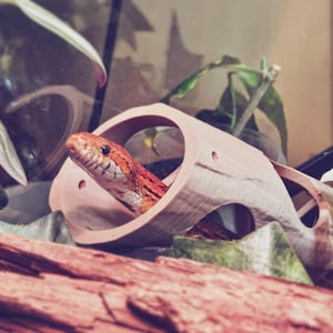 Puede incluir: Una serpiente de maíz roja y blanca está enroscada dentro de una escondite de madera marrón. La serpiente es parcialmente visible a través de la abertura del escondite.