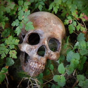 Op de afbeelding: Een menselijke schedel met een verweerd bruin oppervlak is gedeeltelijk begraven in groen gebladerte. De schedel is naar de camera gericht met de oogkassen zichtbaar.