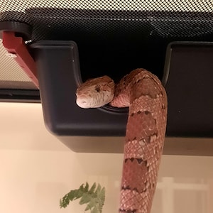 Magnetic Sky Hide Conversion Kit: Arboreal Snake Hide Mounting Bracket