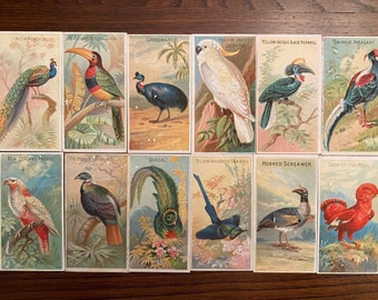 50 Vintage Tropical Bird Cigarette Card Reproductions for Scrapbooking, Junk Journaling, Mixed Media