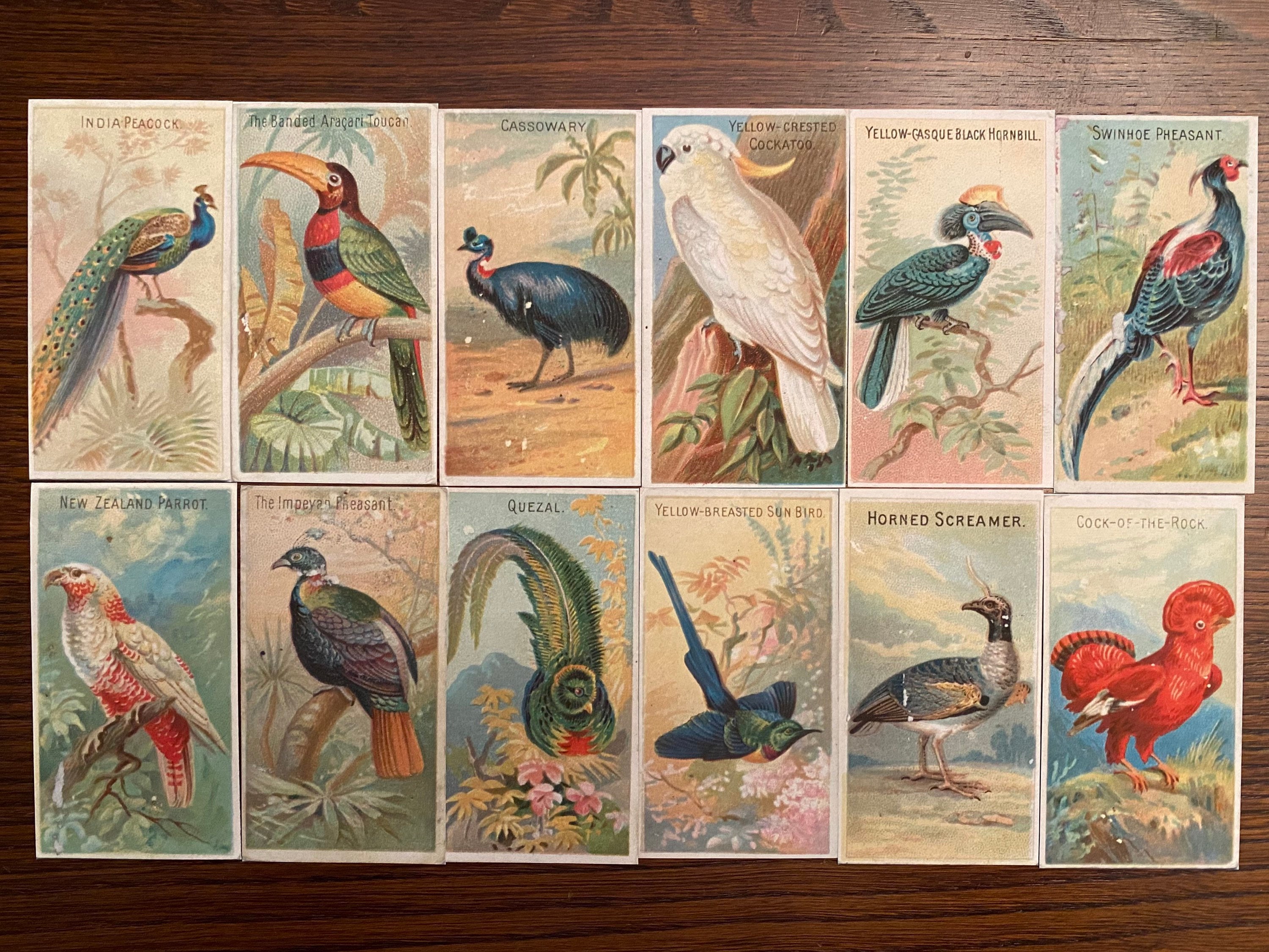 50 Vintage Tropical Bird Cigarette Card Reproductions for Etsy UK