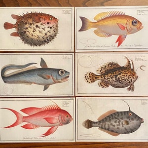 May include: Five vintage illustrations of different fish species. The illustrations are in a watercolor style and feature detailed depictions of the fish's anatomy and coloration. The fish include a pufferfish, a red fish, a flatfish, a fish with a long, thin body, and a fish with a large, round head.