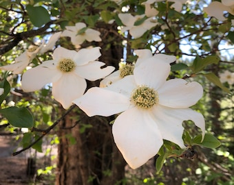 Weißer Hartriegel Blumenfoto, Naturfotografie (Digital Download)