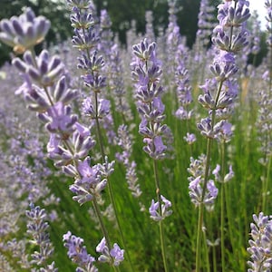 Lavender floral water