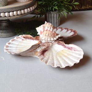 May include: A decorative shell dish featuring three large, fan-shaped scallop shells arranged in a cluster. The shells have white interiors with deep purple-brown edges. A smaller, textured, light pink and white conch shell sits in the center.