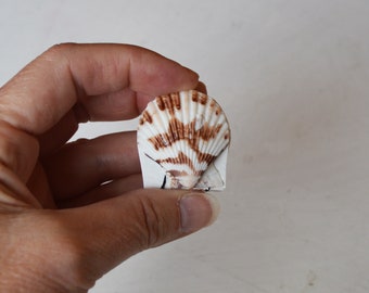 Real seashell tiny scallop shell art journal / Blank book / Micro mini watercolor paper sketchbook / tiny handmade art / nature walk book 17