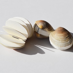 May include: Two white seashells and a white paper sphere with black lines. The paper sphere is made of overlapping circles.
