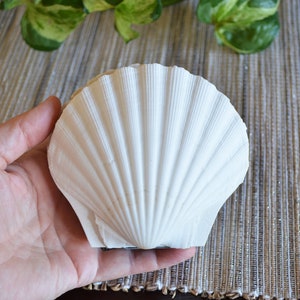 Genuine seashell scallop shell art journal / Blank book / watercolor paper sketchbook / handmade art books/ nature walk book / Pecten shell image 9