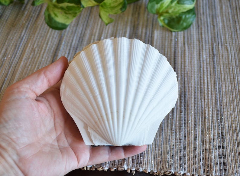 Genuine seashell scallop shell art journal / Blank book / watercolor paper sketchbook / handmade art books/ nature walk book / Pecten shell image 9