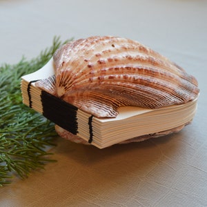 Genuine seashell lion's paw shell art journal / Blank book / watercolor paper sketchbook / handmade art books / Pecten shell / beach decor 1