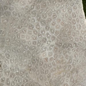 Fossil Coral (Agatized Coral) Lapidary Slab