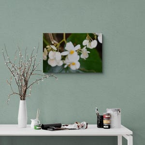 White Begonia, Color Photographic Wall Art by Kim A. Bailey
