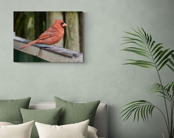 Gallery-Worthy Photograph Print "Male Red Cardinal" - Original Color Photograph of this Vibrant Red Bird by Kim Bailey