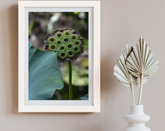 Lotus Flower Seed Pod, Vertical Color Original Photographic Print by Kim A. Bailey