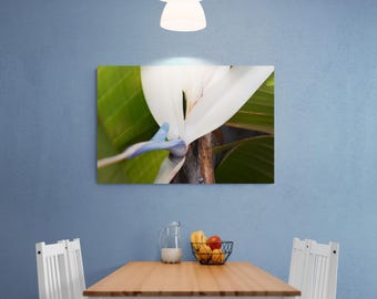 Travelers Palm Bloom Original Photograph by Kim Bailey