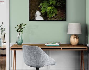 Muir Woods Fern Photograph: California Nature Wall Art