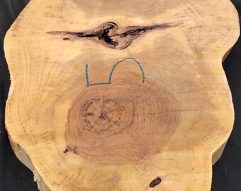 Pecan Wood Cookie Slab #5 | 33" x 19" x 2.25" | Flattened Crotch for Furniture