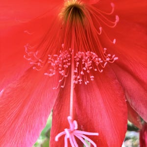Red Epiphyllum Orchid Cacti Cutting