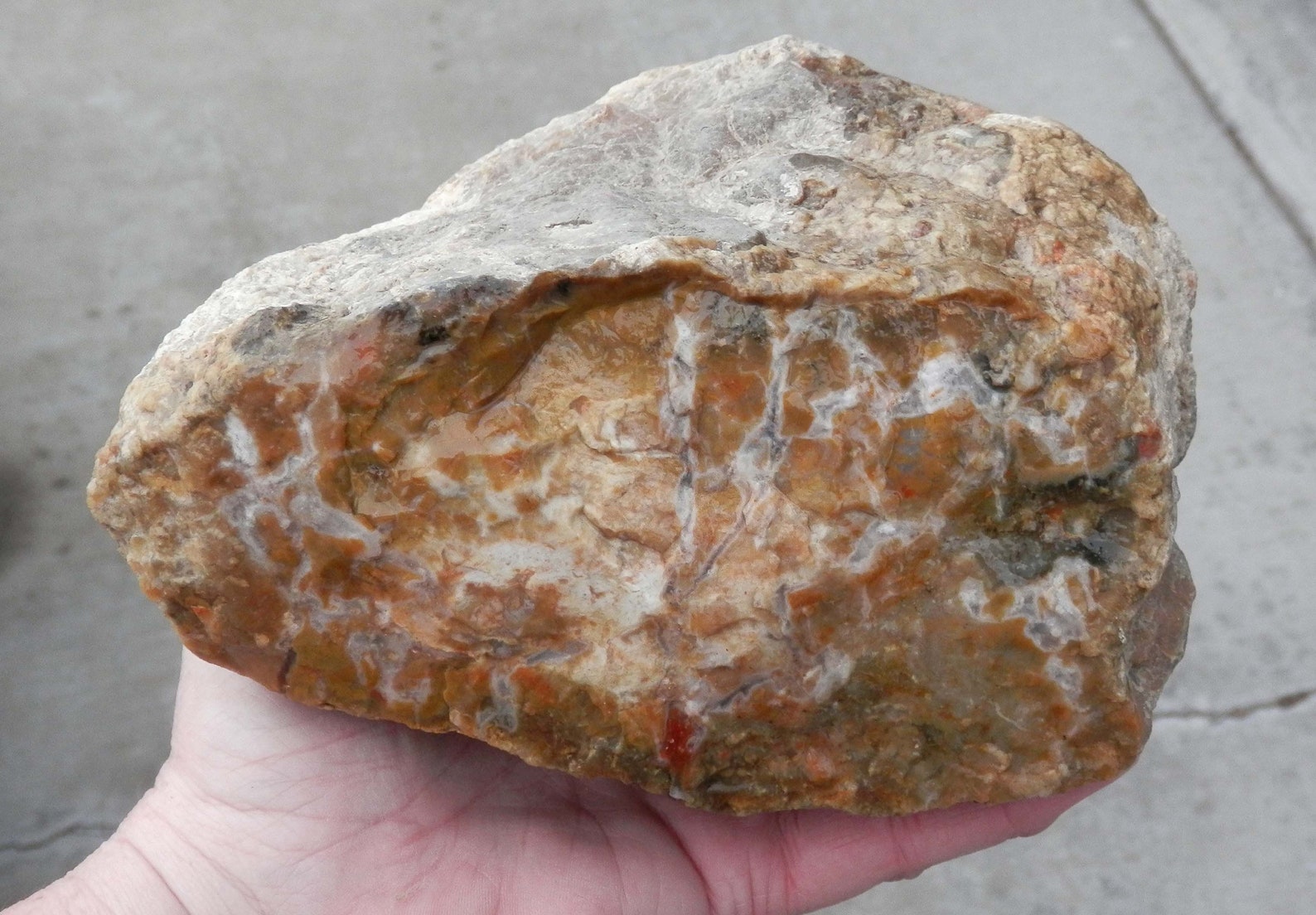 agatized coprolite