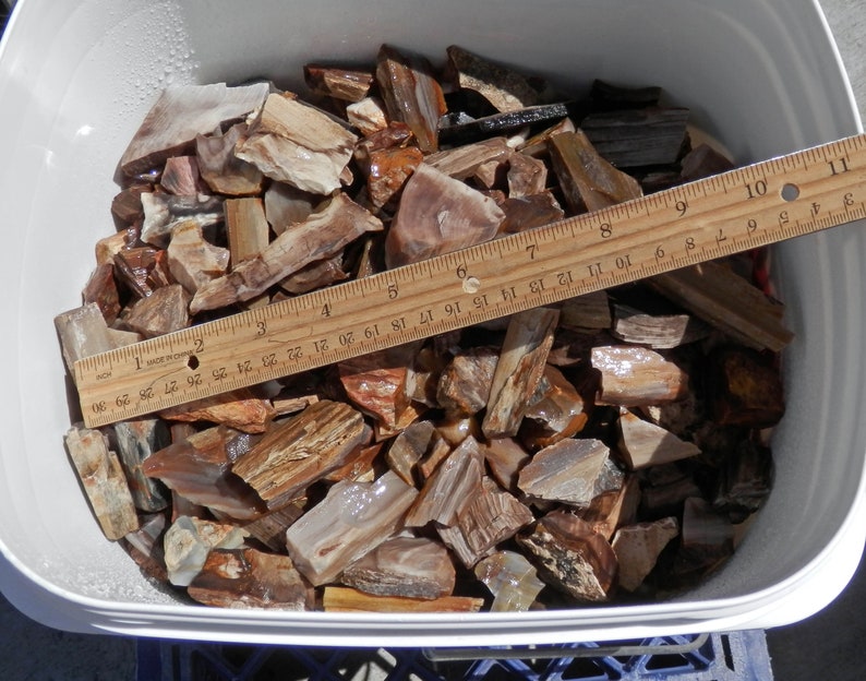 Rough Petrified Wood for Rock Tumbling Etsy