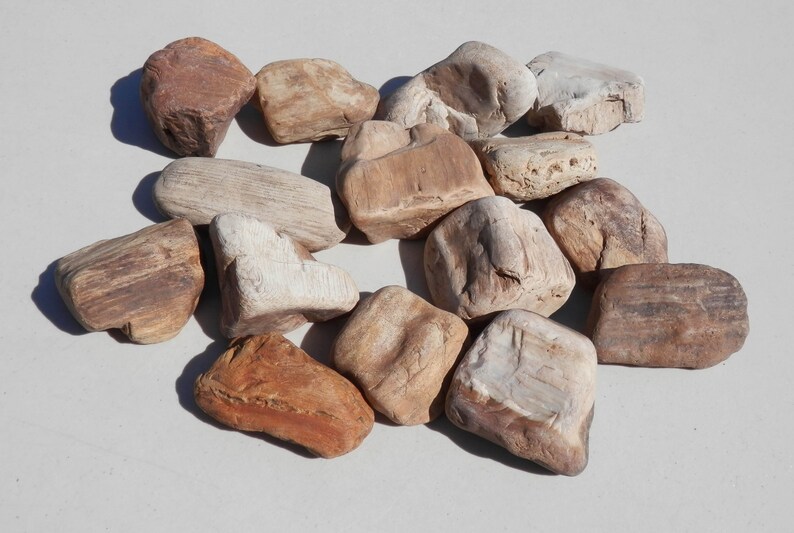 Gb 110 Smooth Natural Rough Petrified Wood Collection Etsy