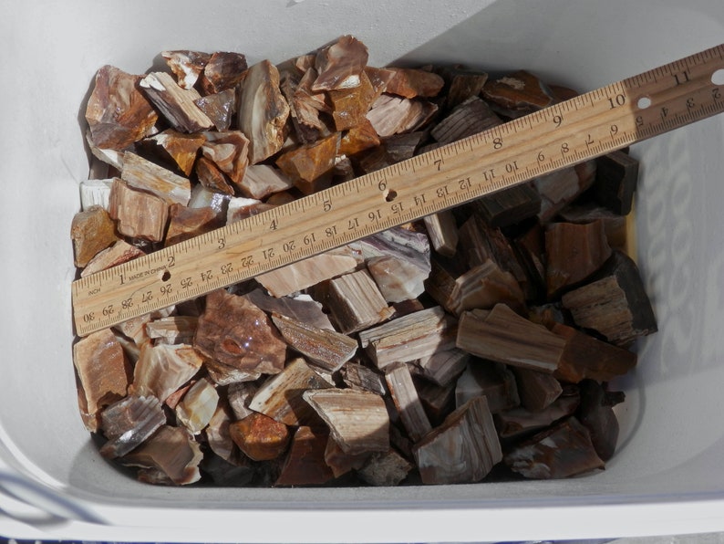 Rough Petrified Wood for Rock Tumbling Etsy