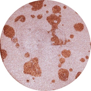 Autumn Highlighter