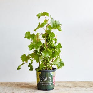 May include: A potted grape plant with green leaves and small clusters of green grapes. The pot is black with a green label that says "GRAPE".