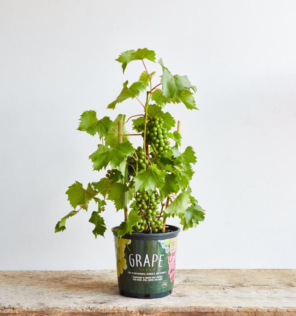 Grape Vine  Fast-growing, High-yield Edible Fruit Plant | Sweet, Juicy  Grapes for Home Gardens & Trellises | Free Shipping - Etsy