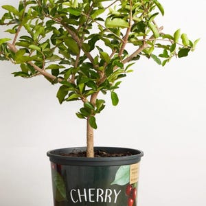 May include: A potted cherry tree with green leaves and a brown trunk. The pot is black with a green and brown design and the word "CHERRY" printed in white. The pot also has text about the health benefits of cherries.
