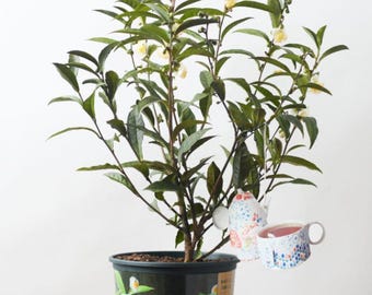 Tea Plant – Camellia Sinensis | Grow Your Own Green, Black, or Oolong Tea | Perfect for Home Gardens & Containers | Free Shipping