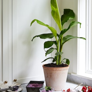 May include: A potted banana plant with green leaves in a terracotta pot sits on a white countertop next to a bowl of purple ice cream, a bowl of ice cream with strawberries, and a waffle cone.