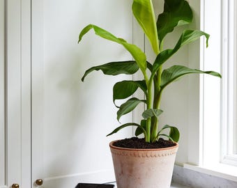 Banana ‘Blue Java’ – Fast-Growing, Cold-Hardy Tropical Fruit Tree | Vanilla-Flavored Bananas | Free Shipping