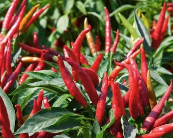 Thai Super Chili Pepper Plant - High-Yield Hot Pepper - Spicy Thai Chili for Cooking & Gardening - Live Plant