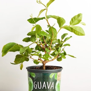 Guava Tree – Fast-Growing Tropical Fruit Tree | Sweet, Exotic Guavas for Home Gardens | Perfect for Warm Climates | Free Shipping