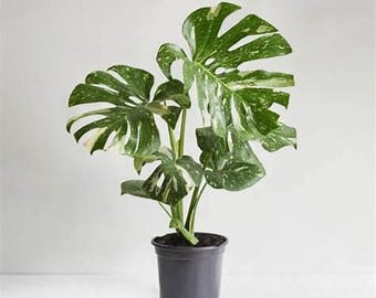 May include: A potted Monstera plant with large, green leaves speckled with white variegation. The plant is in a dark gray pot, set against a plain white background. The leaves have a distinctive split-leaf pattern.
