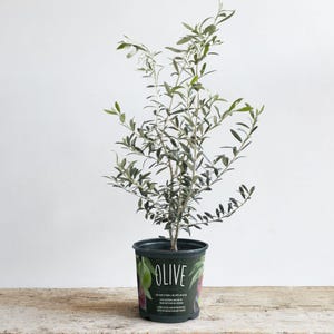 May include: A small olive tree in a black pot with a green label that says "OLIVE". The tree has green leaves and is growing in a white background.