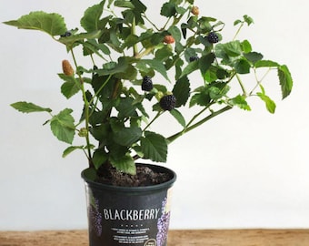 May include: A potted blackberry plant with green leaves and ripe black berries. The plant is in a black pot with the word "BLACKBERRY" printed on the side.
