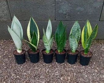 Snake Plant Live Indoor Houseplant Easy Care Beginner Friendly Office Desk Green Yellow Sansevieria Variety Low Maintenance Drought Tolerant