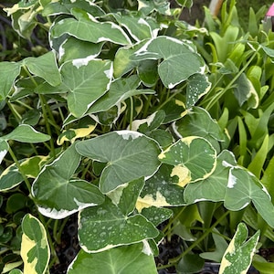 Alokasie 10 cm