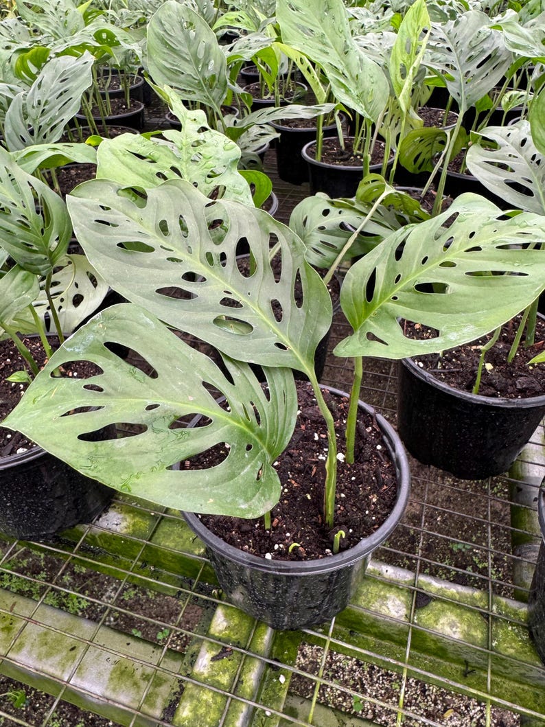 Monstera Swiss Cheese - Tropical Houseplant - Etsy