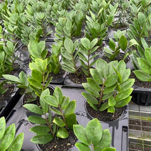 Zenzi zz plant - Etsy 日本