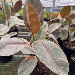 Ficus- of rubberplant