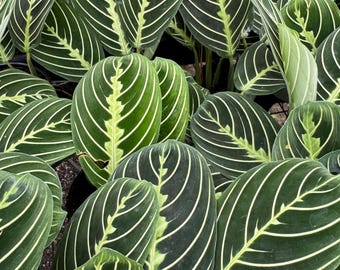 Prayer Plants varieties to choose from