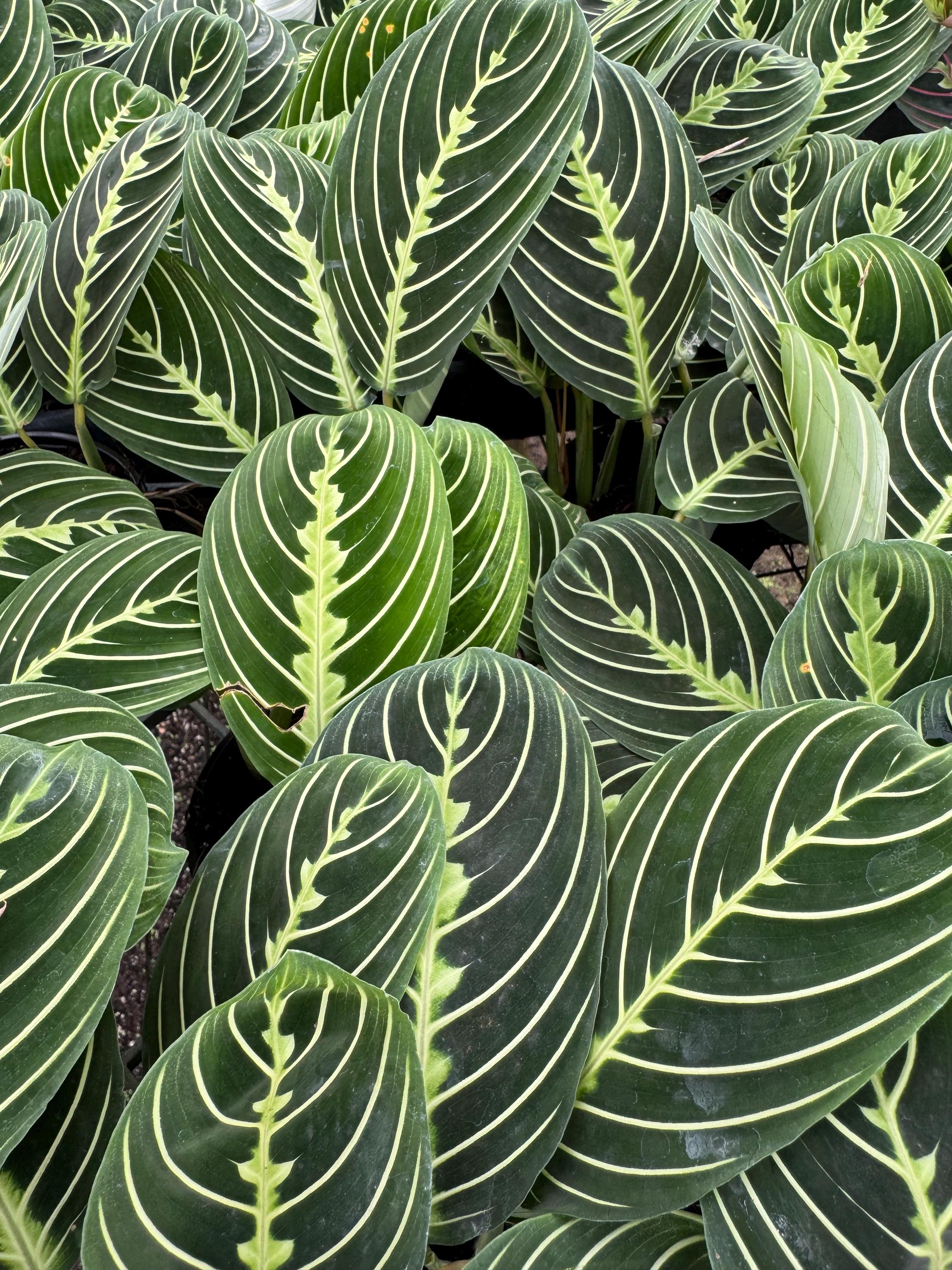 Prayer Plants Varieties to Choose From - Etsy