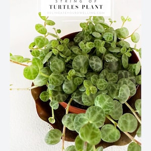 May include: A String of Turtles plant in a brown pot, with small, round, green leaves. The plant is hanging in a decorative brown pot holder against a white wall. Text at the top reads "String of Turtles Plant" and "delineateyourdwelling.com".