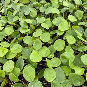 May include: A dense collection of Pilea peperomioides plants, also known as Chinese money plants, featuring numerous round, bright green, succulent-like leaves with visible water droplets on their smooth, flat surfaces and thin stems.