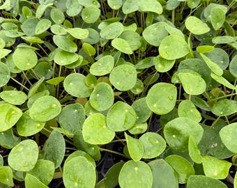 May include: A dense collection of Pilea peperomioides plants, also known as Chinese money plants, featuring numerous round, bright green, succulent-like leaves with visible water droplets on their smooth, flat surfaces and thin stems.