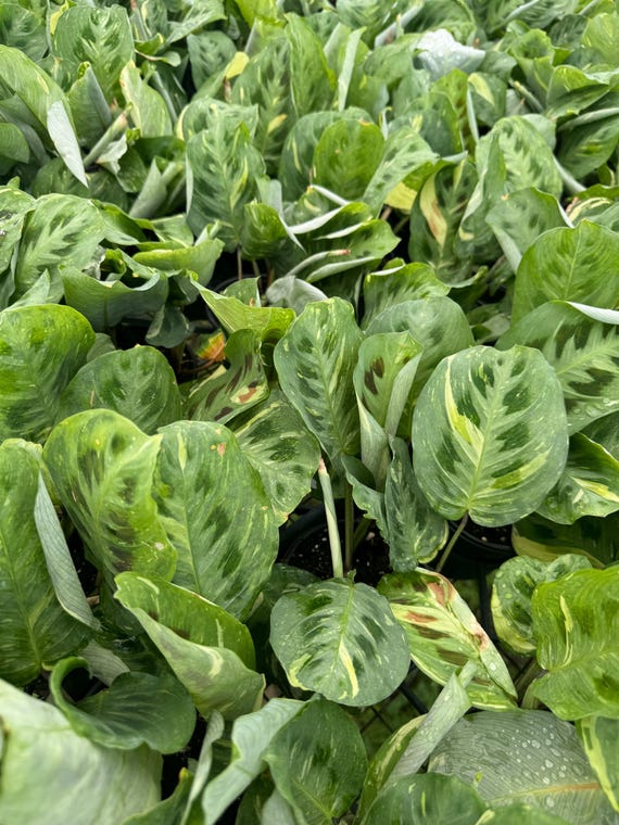 pothos variegated Pothos scandens variegated (wk19-A) * True Pothos *