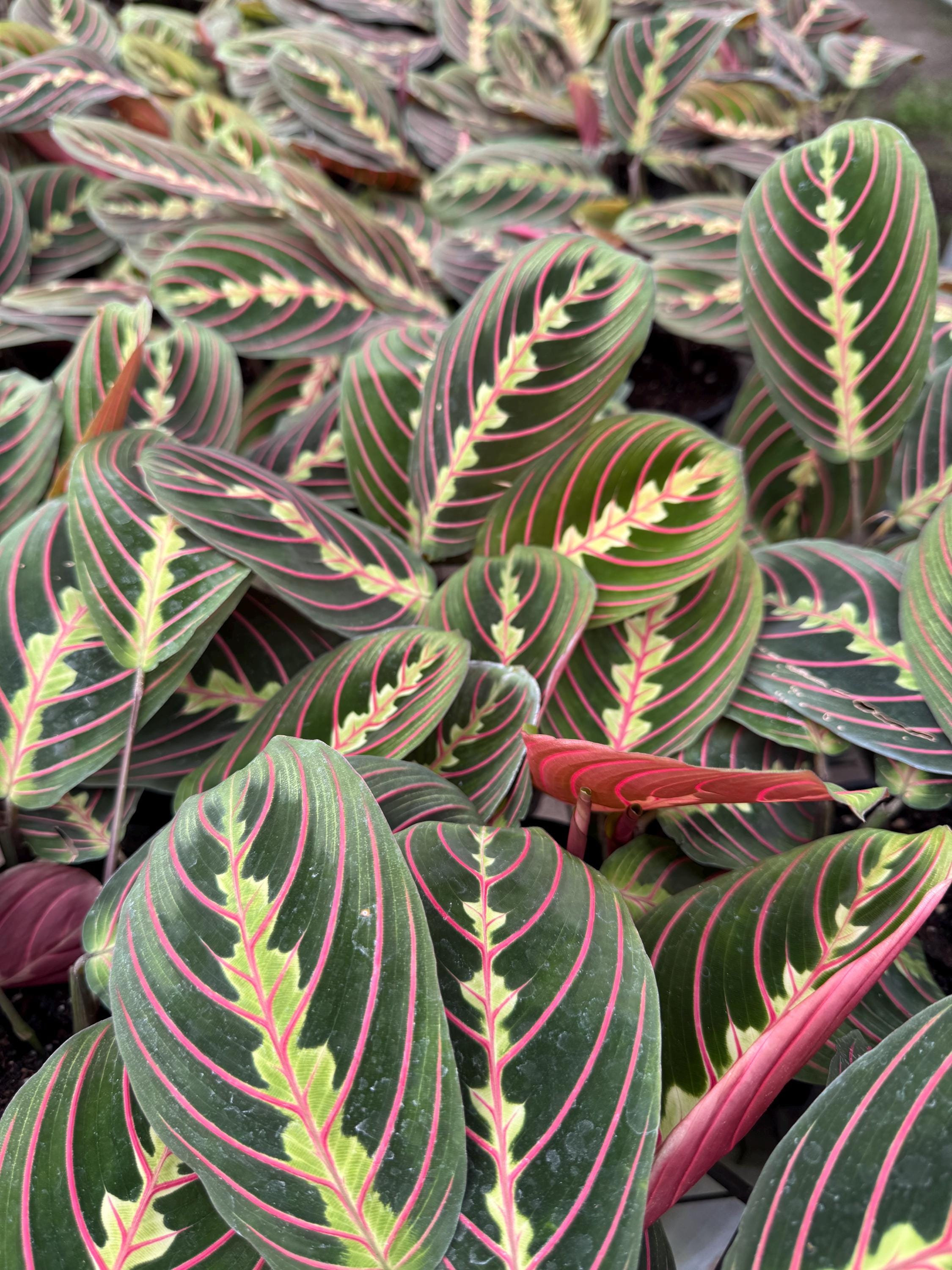 Prayer Plants Varieties to Choose From - Etsy